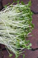 Radish Microgreen Seeds - CityFarm