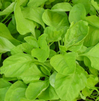 White Leaf Amaranth Microgreen Seeds - CityFarm