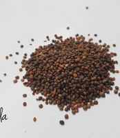Arugula(Rocket) Microgreen Seed - CityFarm