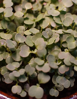 Arugula(Rocket) Microgreen Seed - CityFarm