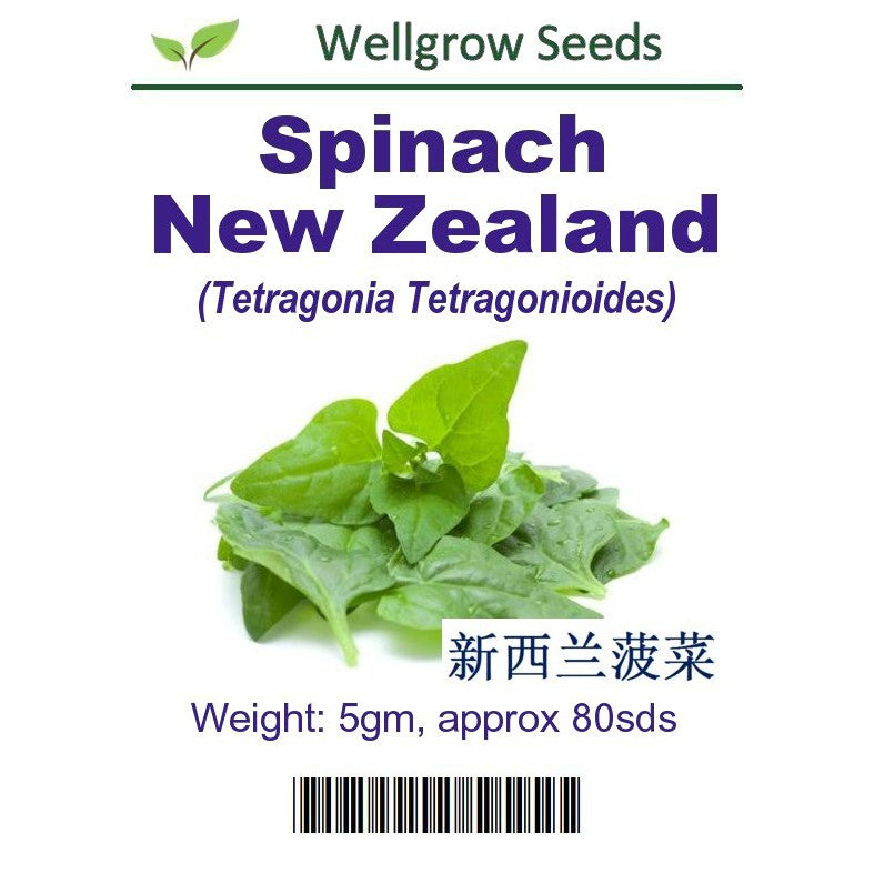 WHT-Spinach New Zealand - CityFarm