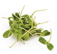 Sunflower Microgreen Seeds - CityFarm