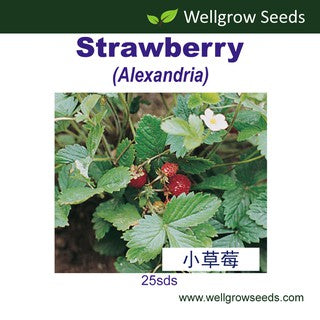 WHT - Strawberry Alexandria (25 Seeds) 小草莓