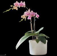 Autopot Smart Pot Mini Self Watering Pot (1L Reservoir) - CityFarm Malaysia - The Urban Farming Expert