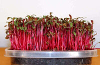 Beetroot Microgreen Seeds