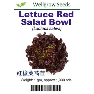 Lettuce Red Salad Bowl Seeds(1gm, approx. 1000 seeds) - CityFarm
