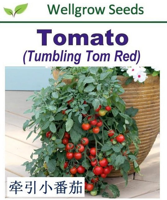 WHT - Tomato-Tumbling Tom Red - CityFarm