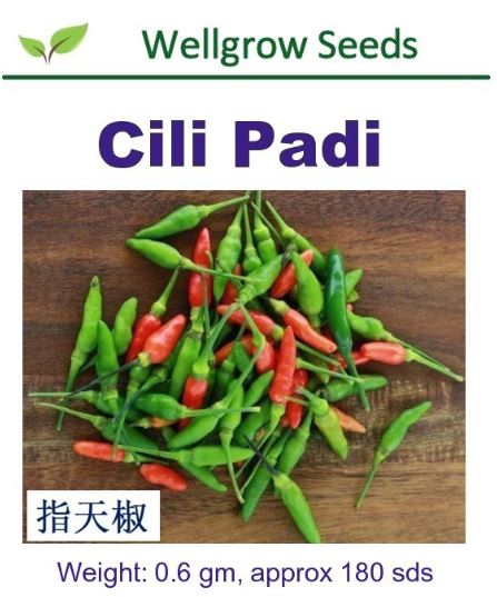 WHT- Cili Padi Seeds (0.6gm, approx 180 sds) 指天椒 - CityFarm