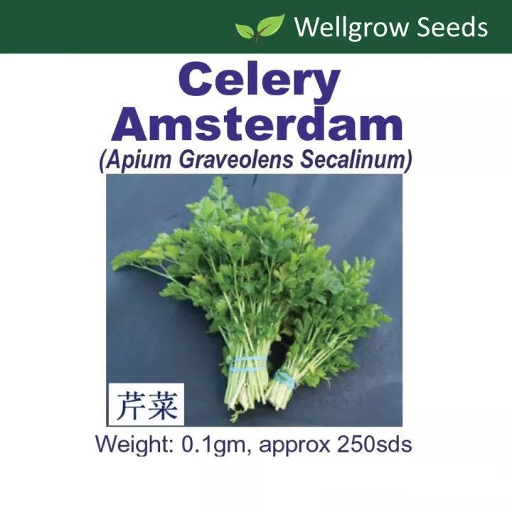 WHT - Celery Amsterdam (0.1gm, approx. 250 Seeds) 芹菜