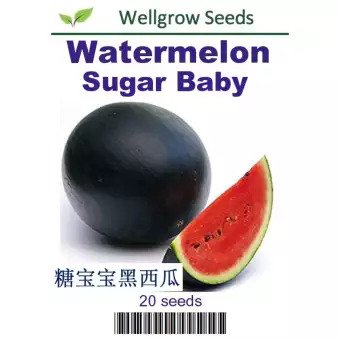 Watermelon Sugar Baby Seeds(20seeds) - CityFarm