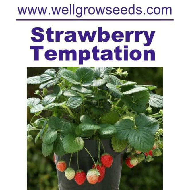 WHT - Strawberry Temptation Seeds (20 seeds) 观赏草莓