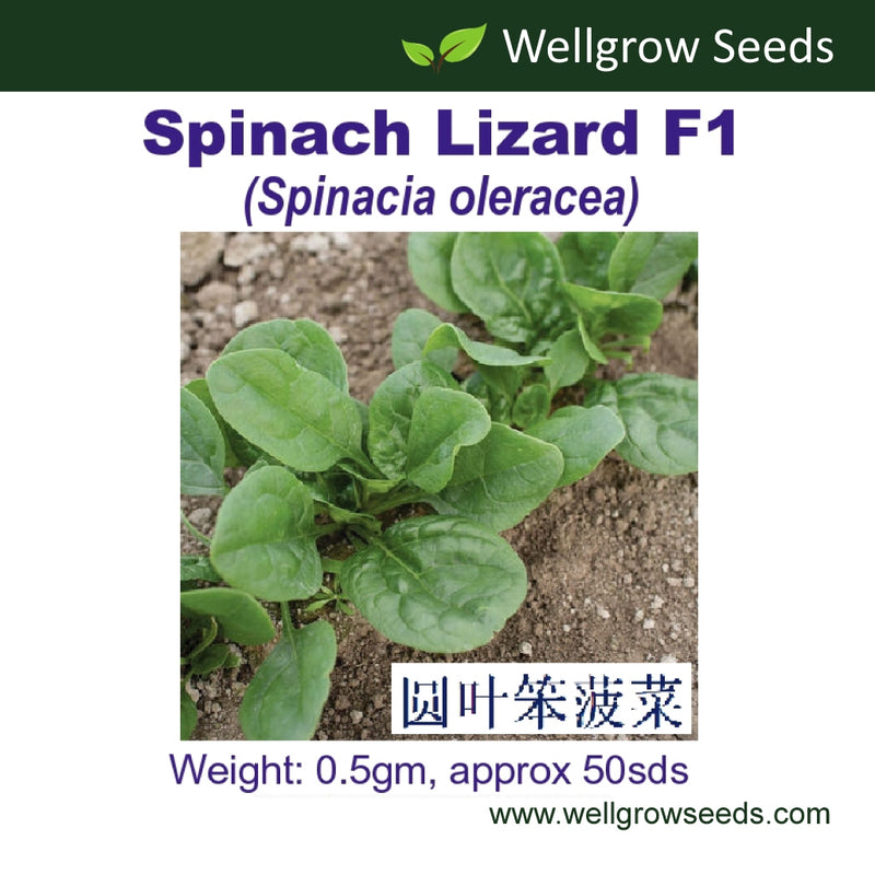 WHT -  Spinach Lizard F1 (0.5gm, approx 50sds) 圆叶笨菠菜
