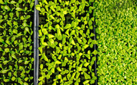 Oasis Grower Solutions Horticubes (5520 Cells)