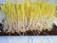 Corn Microgreen Seeds