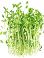Pea Microgreen Seeds - CityFarm