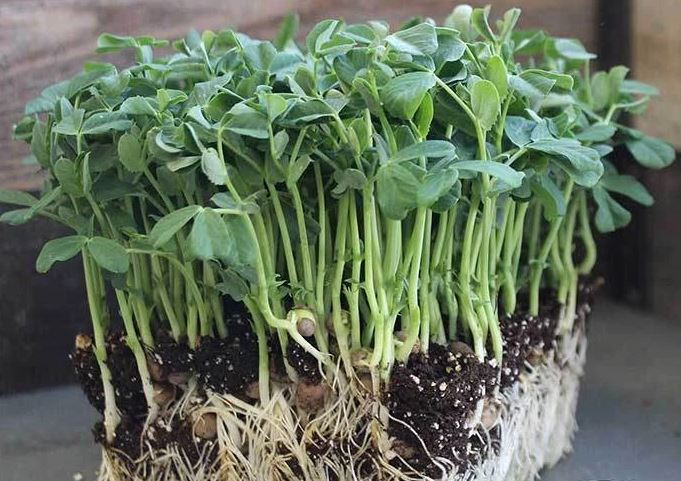 Pea Microgreen Seeds - CityFarm