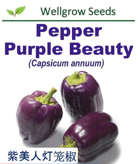 WHT- Pepper Purple Beauty (25sds) 紫美人灯笼椒 Benih Cili - CityFarm