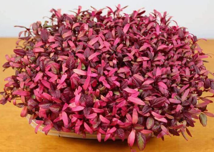 Red Amaranth Microgreen Seeds - CityFarm