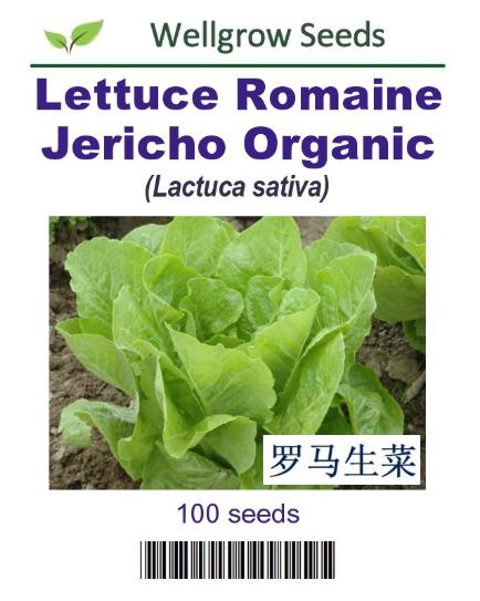 WHT - Lettuce Romaine Jericho Organic - CityFarm