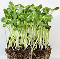 Sunflower Microgreen Seeds - CityFarm