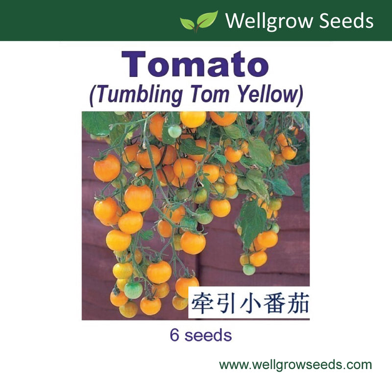 WHT - Tomato-Tumbling Tom Yellow (6 seeds) 牵引小番茄：汤姆系列（黄色）