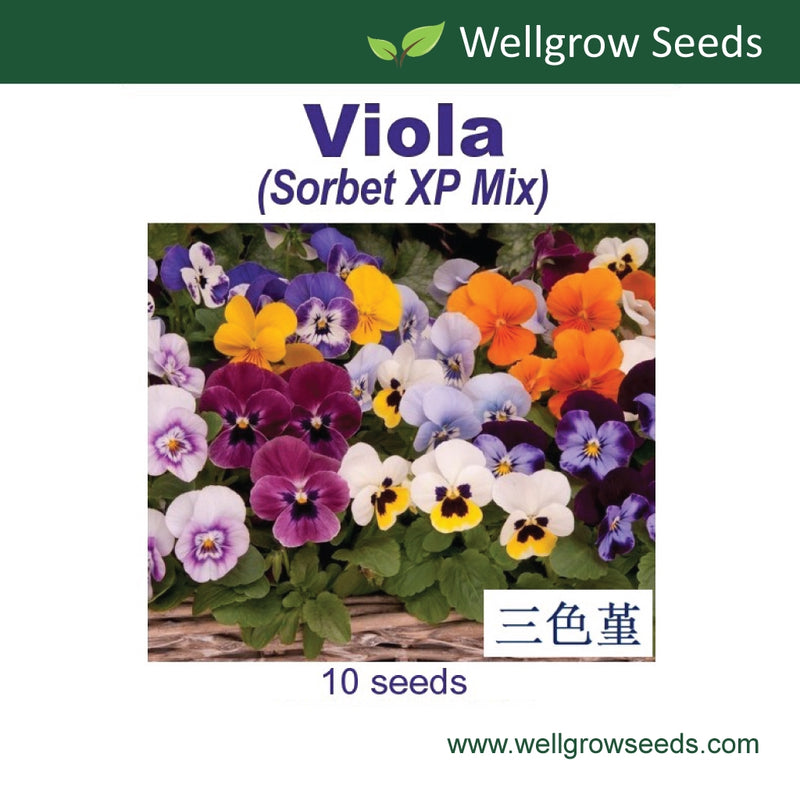 WHT - Viola Sorbet XP Mix (10 seeds) 三色堇：冰糕XP系列（混色）