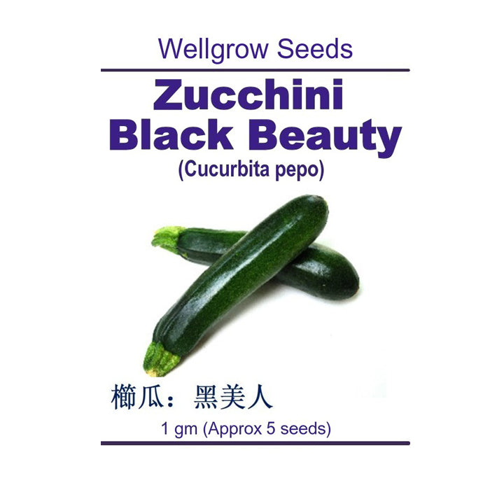 WHT- Zucchini Black Beauty - CityFarm